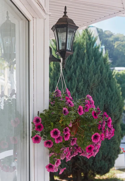 Petunias in pot hanging on the lamp. Flowers — Stock Photo, Image