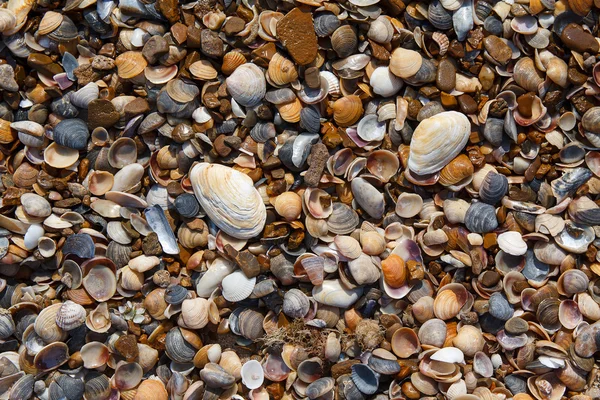 Muscheln und Kieselsteine an der Küste. Hintergründe und Texturen — Stockfoto