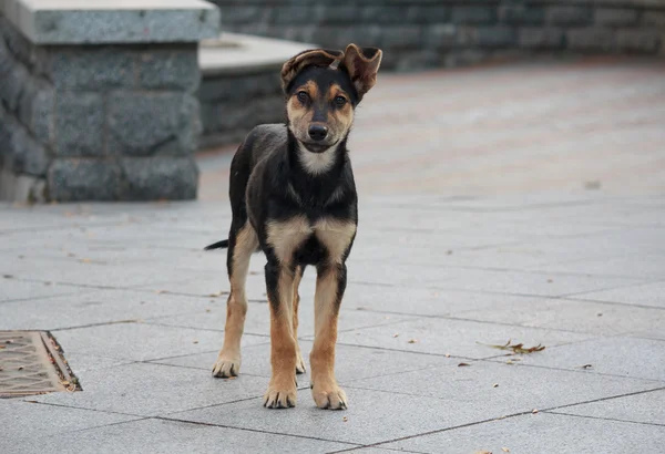 Yalnız evsiz köpek yavrusu umutla bakıyor. Hayvanlar