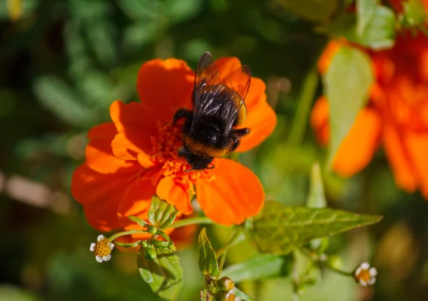 Bee verzamelt nectar zittend op een oranje goudsbloem. Natuur — Stockfoto