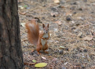 Zemin izlerken Kızıl sincap ayakta. Hayvanlar