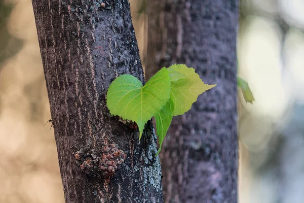 Yeşil bir ağaç gövde yakın çekim yaprak. Doğa — Stok fotoğraf