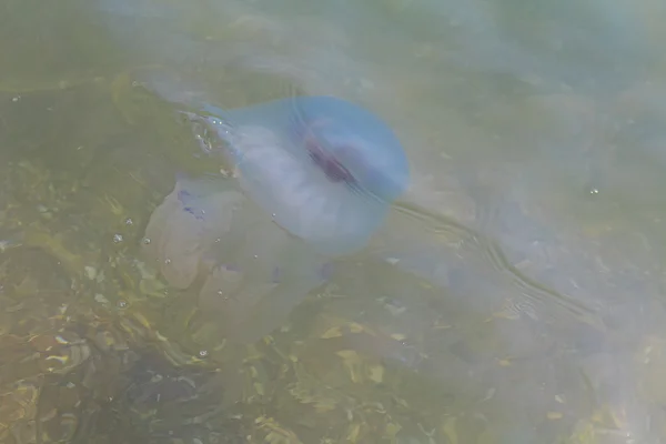 Gelatinous jellyfish floats and coastal water. Nature — Stock Photo, Image
