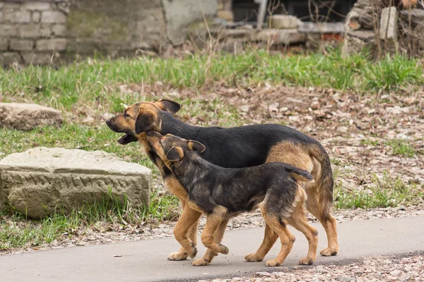 Dois cães vadios, o cachorro com sua mãe — Fotografia de Stock