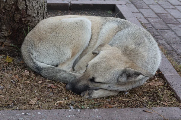 Um cão sem-abrigo dorme enrolado na calçada. Animais de estimação — Fotografia de Stock