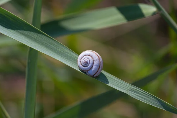 Escondido en un caparazón de caracol en la hoja verde. Naturaleza —  Fotos de Stock