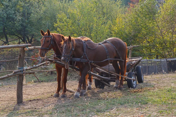 Paarden ingezet om een kar op de boerderij. Dieren — Stockfoto