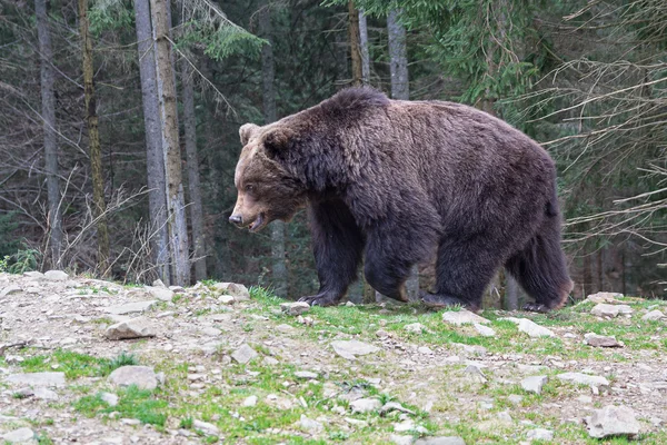 Barna medve séta az erdőben. Állatok — Stock Fotó