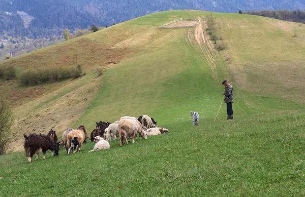 Shepherd grazes sheep and goats on Synevyrska pass. Ukraine