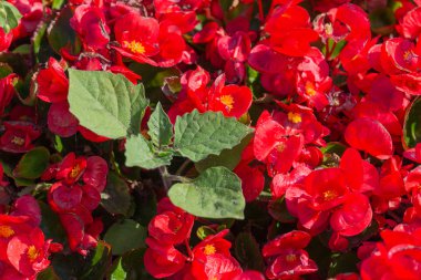 Kırmızı Cezayir menekşesi closeup ile Çiçeklik. Doğa