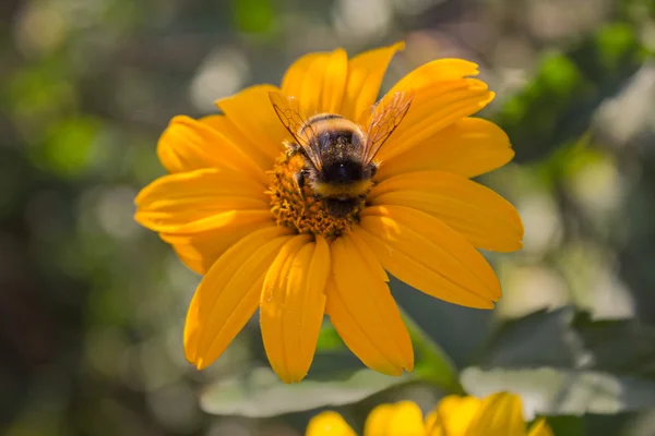 Пчела опыляет жёлтый цветок крупным планом. Природа — стоковое фото