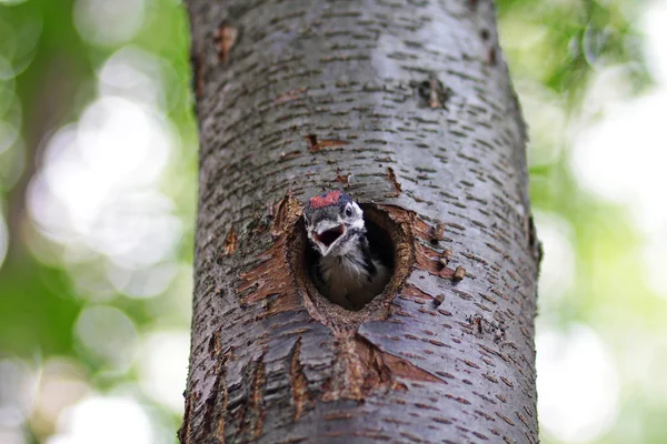 El pájaro carpintero se ve desde un hueco. Aves —  Fotos de Stock