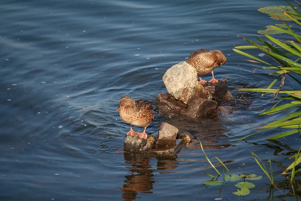 Две дикие утки сидят на камнях в пруду — стоковое фото