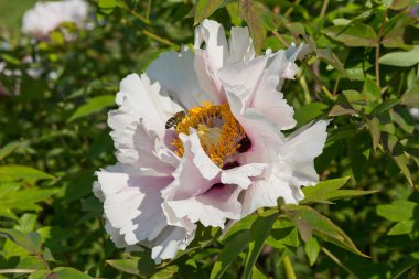Arı polen beyaz Şakayık toplama. Doğa