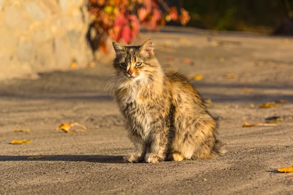 Chat sans abri se prélassant aux rayons du soleil d'automne — Photo