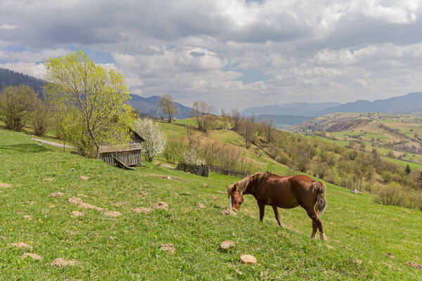 Horse grazing in the meadow on a background of mountains. Carpat
