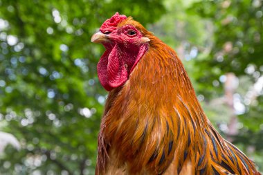 Fuarda büyük güzel horoz. Hayvanlar