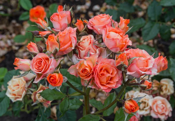 Bush de belles roses rouges gros plan. Fleurs et jardins — Photo