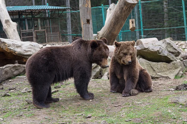 Due orsi bruni sono in cattività. Animali da compagnia — Foto Stock