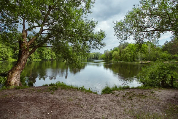 Árboles en la orilla del estanque en el parque —  Fotos de Stock