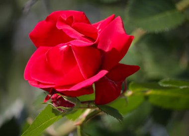 Kırmızı gül büyüyen kapatın. Çiçekler ve bahçeler