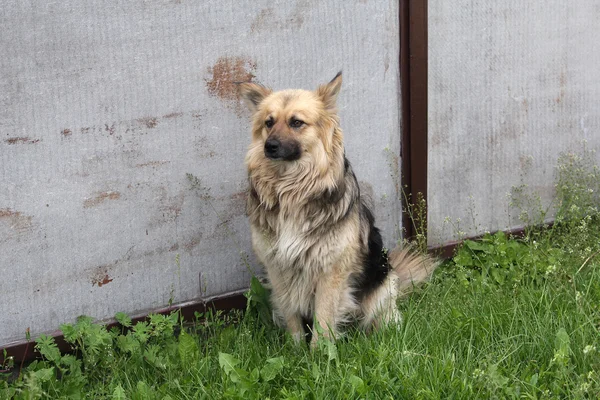 Perro de patio sentado cerca de la cerca de su casa. Mascotas — Foto de Stock