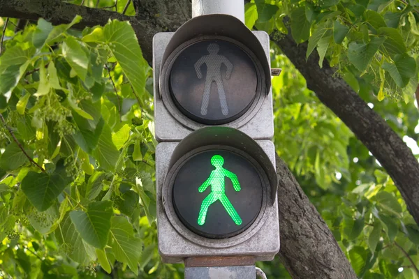 Зеленый светофор висит на фоне леса. Транспорт — стоковое фото
