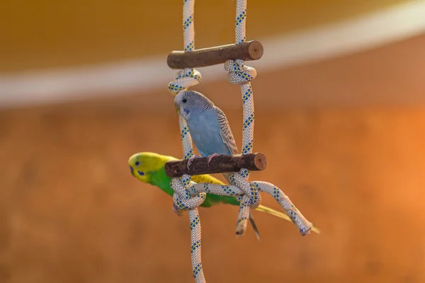 Dos loros se sientan en un poste en el apartamento. Aves — Foto de Stock