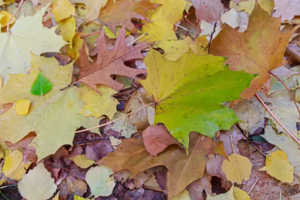 Folhas molhadas caídas no chão. Fundo de outono — Fotografia de Stock
