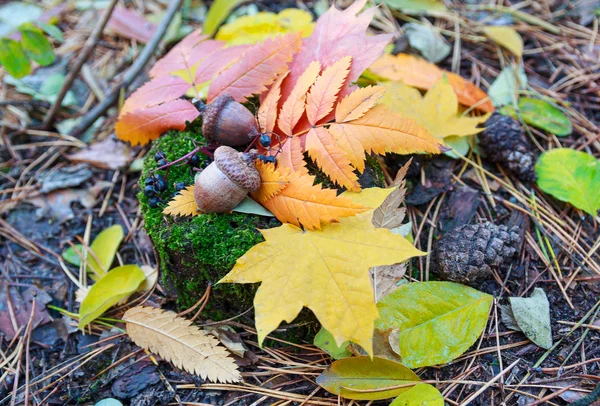 Hojas coloridas de otoño y bellotas. Fondo de otoño —  Fotos de Stock