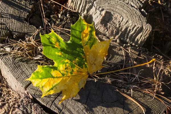 Folha amarelo-verde caído não é o velho. Natureza — Fotografia de Stock