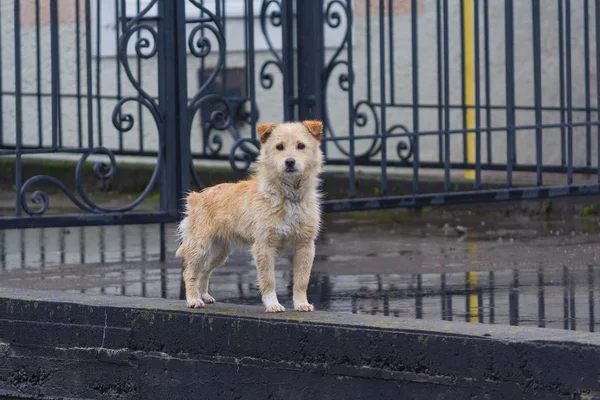 Perro rojo peludo sin hogar está mirando con confianza. Mascotas — Foto de Stock