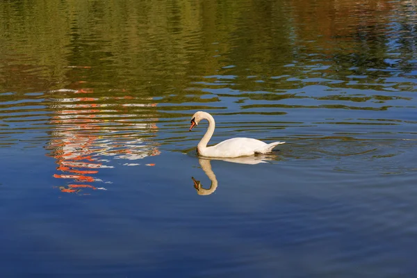 Cisne blanco en la superficie del agua del estanque. Aves — Foto de Stock