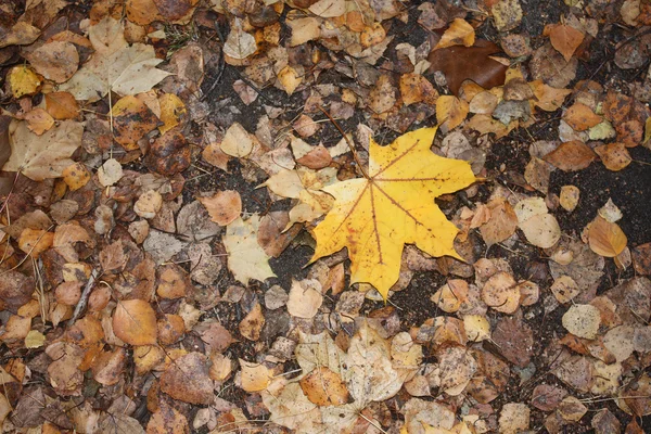 Folhas molhadas de outono após a chuva no chão como fundo — Fotografia de Stock