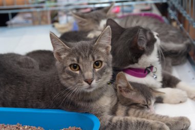 Evsiz kedi vasıl belgili tanımlık sığınak bir kafeste. Evcil hayvan