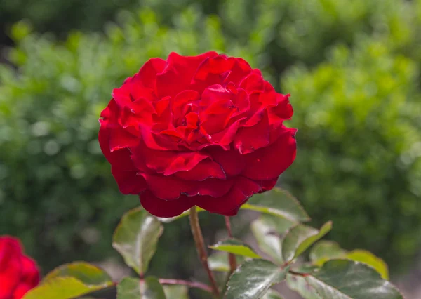 Hermosa rosa roja creciendo en un jardín. Flores —  Fotos de Stock