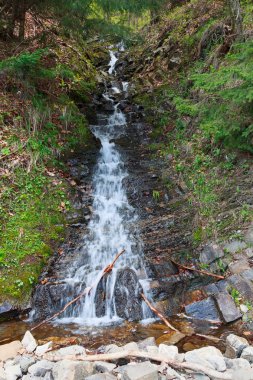Bahar Orman hızlı akışında. Doğa