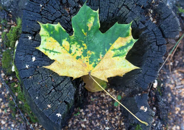 Folha amarelo-verde caído não é o toco velho. Natureza — Fotografia de Stock