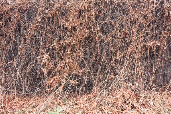 Ramas de árboles secos en valla de madera haciendo patrón surrealista — Foto de Stock