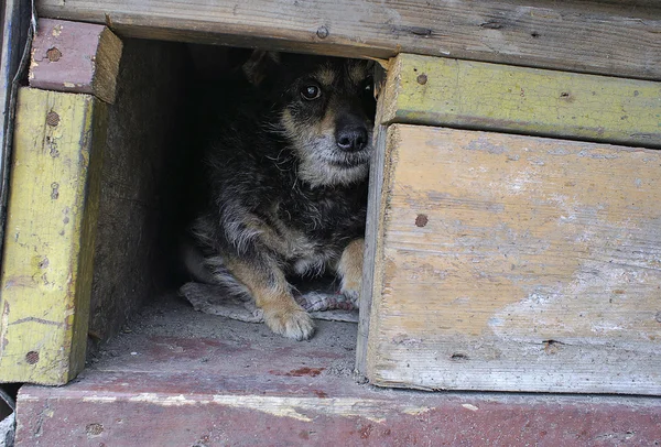 Solitario perro mirando fuera de su perrera — Foto de Stock