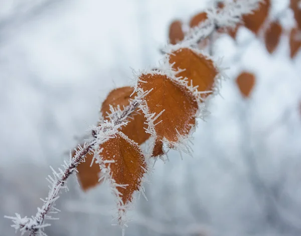葉の霜冬ショット — ストック写真