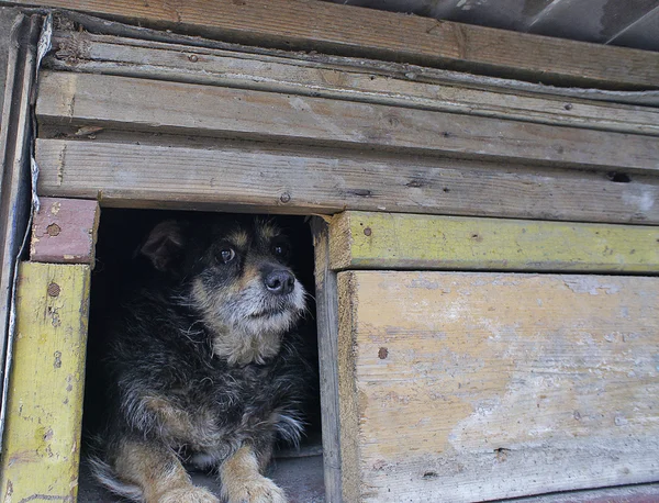 Anjing kesepian menonton keluar dari kandang nya — Stok Foto