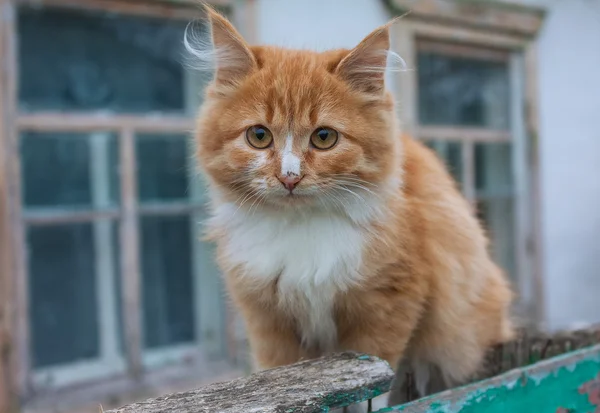 Minuscule chaton rouge portrait extérieur — Photo