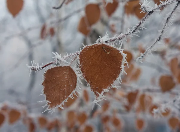 Foglia con gelo colpo invernale — Foto Stock