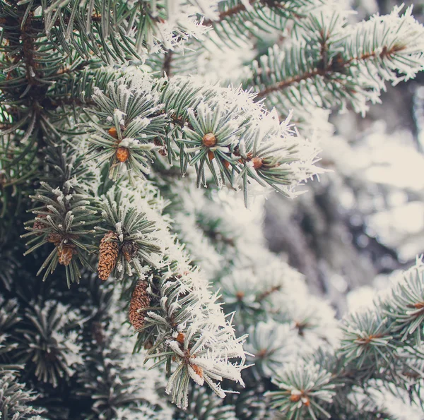 Winter frost on spruce christmas tree close-up — Stock Photo, Image