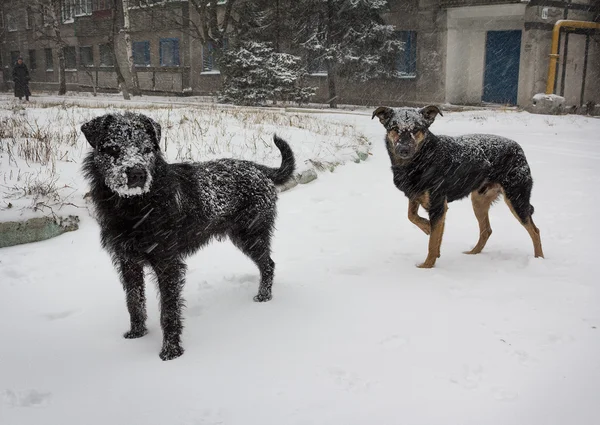 Hungry stray dog during a snowstorm — Stock Photo, Image