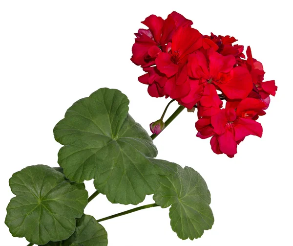 De rode bloei van een geranium met bladeren geïsoleerd op witte achterzijde — Stockfoto