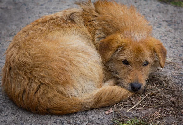 Perro rojo sin hogar — Foto de Stock