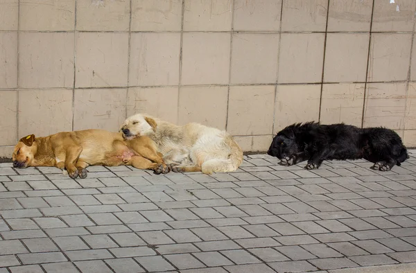 Stray cães se aquecer ao sol — Fotografia de Stock