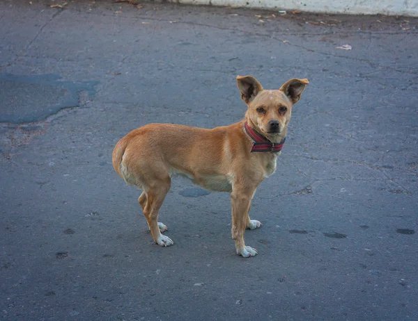 Triste yeux chien errant — Photo